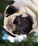 Pug AA014D-008